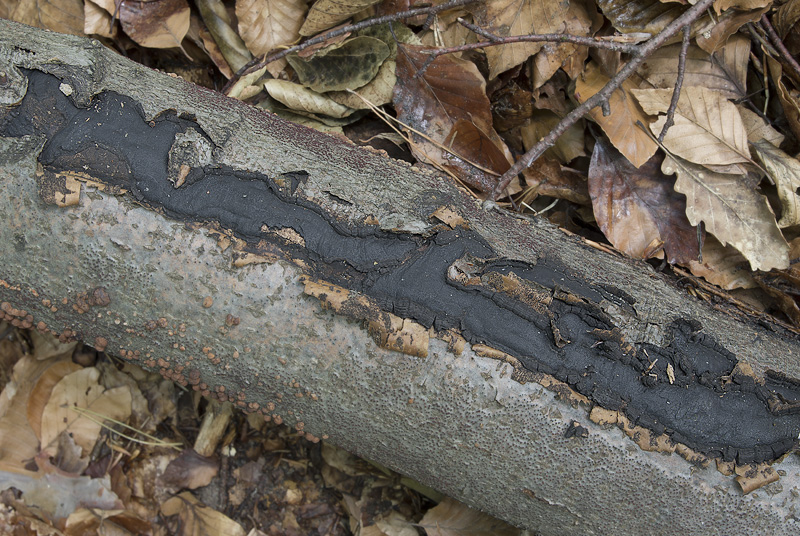 Biscogniauxia mediterranea